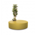 Poppy Plant Amarelo